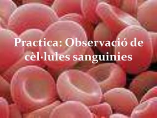 Practica: Observació de
cèl·lules sanguinies
 