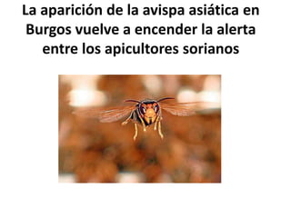 La aparición de la avispa asiática en
Burgos vuelve a encender la alerta
entre los apicultores sorianos
 