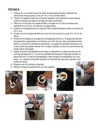 TECNICA
1. Colocar en un mortero trozos de hojas de espinacas lavadas, quitando las
nervaduras más gruesas, junto con 10 o 15 cc de éter etílico.
2. Triturar sin golpear hasta que el líquido adquiera una coloración verde intensa
(utilizar campana de gases a lo largo de toda la práctica).
3. Filtrar en un embudo con papel de filtro y recoger en un tubo de ensayo (es
suficiente con 2 o3 cc. de solución de pigmentos).
4. Colocar en la tapadera de una caja de Petri metanol absoluto hasta una altura de
0.5 a 1cm.
5. Cortar una tira de papel de filtro de unos 8 cm de anchura y unos 10 a 15 cm de
altura.
6. Poner con el capilar en el papel de cromatografía entre 5 y 10 gotas de solución
de pigmentos, espaciadas en el tiempo con el fin de que vaya secándose el éter
etílico y aumente la cantidad de pigmentos. Las gotas se pondrán siempre en el
mismo punto (se puede marcar con un lápiz), situado a unos 2 cm por encima del
borde inferior del papel.
7. Doblar el papel cromatográfico a lo largo y colocarlo en la placa de petri con la
mancha de pigmento a 1 cm de la superficie del eluyente. Podemos sustituir la
placa petri por un vaso de precipitados y fijar el papel cromatográfico con una
pinza a un soporte horizontal colocado en el borde del vaso (por ejemplo, una
varilla de vidrio).
8. Espera unos 30 minutos y observar.
9. Repite el mismo procedimiento con otro vegetal.
 