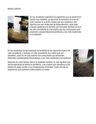RESULTADOS.
En los resultados obtenidos los pigmentos que se observaron
fueron muy notables, ya que el de la zanahoria se tono de
color naranja, lo cual da a saber que son carotenos, eso
significa que son moléculas de fotoprotección y que cede
energía captando a la clorofila, por otra parte también se tono
de color amarillento lo cual implica que son compuestos que
presentan características fotosintéticas y son más resistentes
a la oxidación.
En los resultados de las espinacas la tonalidad de los pigmentos fueron de
color amarillento y verdoso, el color amarillento da a saber que son
xantofilas, como en el caso anterior son compuestos que presentan
diferentes características fotosintéticas y son más resistentes a la oxidación.
Después de cierto tiempo obtuvo la tonalidad verdosa, lo cual significa que
de las espinacas se deriva la clorofila B, y da a saber que caracteriza a los
plastos de algas verdes y sus predecesores terrenales. Cada uno de los
organismos que contienen estos plastos es verde.
 