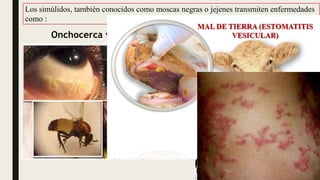 Dipteros.ppt