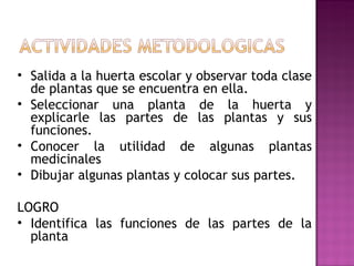 Salida a la huerta escolar y observar toda clase de plantas que se encuentra en ella. Seleccionar una planta de la huerta y explicarle las partes de las plantas y sus funciones. Conocer la utilidad de algunas plantas medicinales Dibujar algunas plantas y colocar sus partes. LOGRO Identifica las funciones de las partes de la planta 