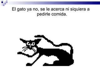 El gato ya no, se le acerca ni siquiera a pedirle comida. 