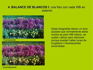 4. BALANCE DE BLANCOS I: una foto con cada WB en 
exterior. 
Fluorescente 
Incandescente 
Estas fotografías tienen un tono 
azulado que normalmente estos 
modos es para WB interior, se 
suelen utilizar para interiores 
porque pueden haber luces de 
tungsteno o fluorescentes 
encendidas. 
 