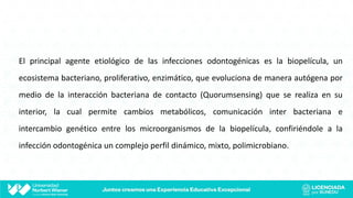 El principal agente etiológico de las infecciones odontogénicas es la biopelícula, un
ecosistema bacteriano, proliferativo, enzimático, que evoluciona de manera autógena por
medio de la interacción bacteriana de contacto (Quorumsensing) que se realiza en su
interior, la cual permite cambios metabólicos, comunicación inter bacteriana e
intercambio genético entre los microorganismos de la biopelícula, confiriéndole a la
infección odontogénica un complejo perfil dinámico, mixto, polimicrobiano.
 
