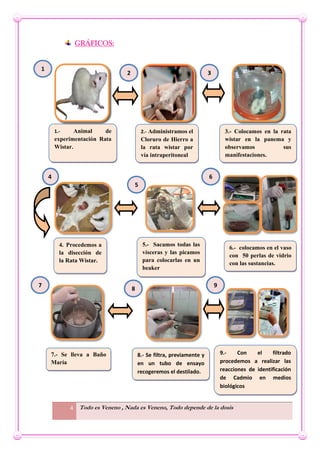 4 Todo es Veneno , Nada es Veneno, Todo depende de la dosis
GRÁFICOS:
5.- Sacamos todas las
vísceras y las picamos
para colocarlas en un
beaker
7.- Se lleva a Baño
María
8.- Se filtra, previamente y
en un tubo de ensayo
recogeremos el destilado.
4. Procedemos a
la disección de
la Rata Wistar.
6.- colocamos en el vaso
con 50 perlas de vidrio
con las sustancias.
9.- Con el filtrado
procedemos a realizar las
reacciones de identificación
de Cadmio en medios
biológicos
4
5
6
7 9
8
1.- Animal de
experimentación Rata
Wistar.
3.- Colocamos en la rata
wistar en la panema y
observamos sus
manifestaciones.
1
2 3
2.- Administramos el
Cloruro de Hierro a
la rata wistar por
vía intraperitoneal
 