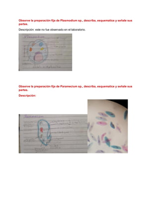 Observe la preparación fija de Plasmodium sp., describa, esquematice y señale sus
partes.
Descripción: este no fue observado en el laboratorio.
Observe la preparación fija de Paramecium sp., describa, esquematice y señale sus
partes.
Descripción:
 