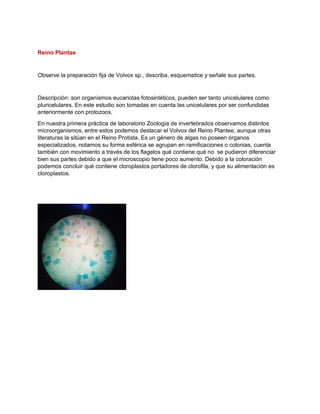 Reino Plantae
Observe la preparación fija de Volvox sp., describa, esquematice y señale sus partes.
Descripción: son organismos eucariotas fotosintéticos, pueden ser tanto unicelulares como
pluricelulares. En este estudio son tomadas en cuenta las unicelulares por ser confundidas
anteriormente con protozoos.
En nuestra primera práctica de laboratorio Zoología de invertebrados observamos distintos
microorganismos, entre estos podemos destacar el Volvox del Reino Plantee, aunque otras
literaturas la sitúan en el Reino Protista. Es un género de algas no poseen órganos
especializados, notamos su forma esférica se agrupan en ramificaciones o colonias, cuenta
también con movimiento a través de los flagelos qué contiene qué no se pudieron diferenciar
bien sus partes debido a que el microscopio tiene poco aumento. Debido a la coloración
podemos concluir qué contiene cloroplastos portadores de clorofila, y que su alimentación es
cloroplastos.
 