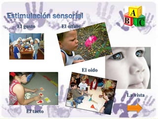 El gusto      El olfato




                          El oído



                                    La vista


   El tacto
 
