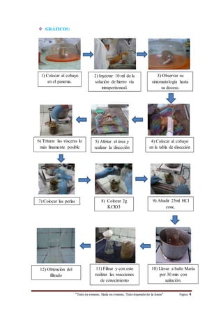 8) Colocar 2g 
KClO3 
“Todo es veneno, Nada es veneno, Todo depende de la dosis“ Página 4 
 GRÁFICOS: 
1) Colocar al cobayo 
en el panema. 
2) Inyectar 10 ml de la 
solución de hierro vía 
intraperitoneal. 
3) Observar su 
sintomatología hasta 
su deceso. 
0 
0 
0 
0 
0 
0 
0 
4) Colocar al cobayo 
en la tabla de disección 
5) Afeitar el área y 
realizar la disección 
6) Triturar las vísceras lo 
más finamente posible 
10) Llevar a baño María 
por 30 min con 
agitación. 
7) Colocar las perlas 
9) Añadir 25ml HCl 
conc. 
11) Filtrar y con esto 
realizar las reacciones 
de conocimiento 
12) Obtención del 
filtrado 
 