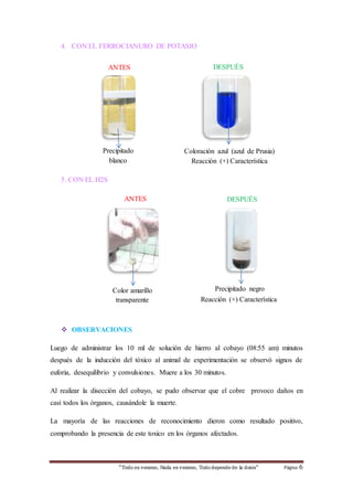 4. CON EL FERROCIANURO DE POTASIO 
ANTES DESPUÉS 
Coloración azul (azul de Prusia) 
Reacción (+) Característica 
Precipitado 
blanco 
transparente 
ANTES DESPUÉS 
Precipitado negro 
Reacción (+) Característica 
Color amarillo 
transparente 
“Todo es veneno, Nada es veneno, Todo depende de la dosis“ Página 6 
5. CON EL H2S 
 OBSERVACIONES 
Luego de administrar los 10 ml de solución de hierro al cobayo (08:55 am) minutos 
después de la inducción del tóxico al animal de experimentación se observó signos de 
euforia, desequilibrio y convulsiones. Muere a los 30 minutos. 
Al realizar la disección del cobayo, se pudo observar que el cobre provoco daños en 
casi todos los órganos, causándole la muerte. 
La mayoría de las reacciones de reconocimiento dieron como resultado positivo, 
comprobando la presencia de este toxico en los órganos afectados. 
 