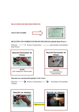 REACCIONES DE RECONOCIMIENTO
SOLUCIÓN MADRE
REACCIÓN CON FERROCIANURO DE POTASIO (Precipitado Rojo Oscuro )
Reacción Positivo Característico Se produjo el precipitado
Rojo Oscuro.
Reacción con Amoniaco(Precipitado Verde Claro)
Reacción Positivo Característico Se produjo un Precipitado
Verdoso
“Nada es veneno , Todo es veneno, La diferencia esta en la dosis”
Reacción Ferrocianuro de
Potasio
ANTES
Color transparente solución madre
Reacción Ferrocianuro de
Potasio
DESPUES
Positivo Característico
Precipitado Rojo
Reacción con Amoniaco Reacción con Amoniaco
 