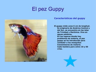 El pez Guppy ,[object Object]