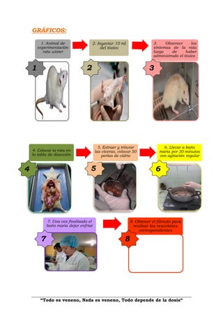 “Todo es veneno, Nada es veneno, Todo depende de la dosis“
GRÁFICOS:
1. Animal de
experimentación
rata wister
2. Inyectar 10 ml
del tóxico
3. Obseravr los
síntomas de la rata
luego de haber
administrado el tóxico
7. Una vez finalizado el
baño maria dejar enfriar
8. Obtener el filtrado para
realizar las reacciones
correspondientes
5
3
4. Colocar la rata en
la tabla de disección
5. Extraer y triturar
las víceras, colocar 50
perlas de vidrio
6. Llevar a baño
maria por 30 minutos
con agitación regular
21
6
7 8
4
 