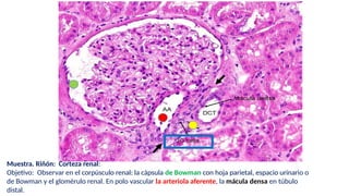 Glomerulo Riñon Histología del Sistema Urinario: Riñón, Vejiga y Uréter en Detalle | PPTX