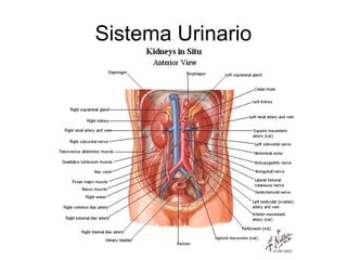 Sistema Urinario
 