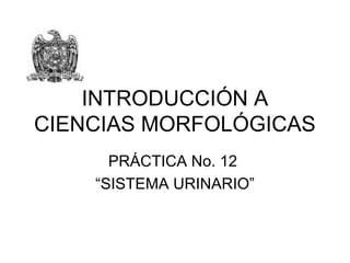 INTRODUCCIÓN A
CIENCIAS MORFOLÓGICAS
      PRÁCTICA No. 12
    “SISTEMA URINARIO”
 