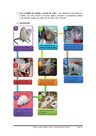  Con el Sulfato de amonio y acetato de etilo.- Las soluciones concentradas de 
Cobalto, con estos reactivos en partes iguales, producen un precipitado azulado 
y una película rosada que separa las dos fases que se forman. 
“Todo es veneno, Nada es veneno, Todo depende de la dosis“ Página 4 
 GRÁFICOS: 
Animal de experimentación 
Rata 
Extraer y Triturar las vísceras, 
colocar 50 perlas de vidrio y 
2g de KClO3 y 25 ml de HCl 
conc. las vísceras del cobayo 
y colocarlas en un vaso de 
precipitación 
Inyectar 20 ml el toxico 
(cobalto) 
Llevar a baño María por 30 
minutos con agitación regular 
Observar los síntomas de la 
rata luego de la 
administración del toxico 
hasta la muerte 
Una vez finalizado el baño 
María, dejar enfriar y filtrar 
Colocar a la rata en la tabla 
de disección 
1 
4 
8 
5 
2 
7 
3 
6 
Obtener el filtrado para 
realizar las reacciones 
correspondientes. 
 