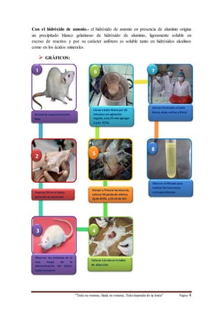 Con el hidróxido de amonio.- el hidróxido de amonio en presencia de aluminio origina 
un precipitado blanco gelatinoso de hidróxido de aluminio, ligeramente soluble en 
exceso de reactivo y por su carácter anfótero es soluble tanto en hidróxidos alcalinos 
como en los ácidos minerales. 
“Todo es veneno, Nada es veneno, Todo depende de la dosis“ Página 4 
 GRÁFICOS: 
Animal de experimentación 
Rata 
Extraer y Triturar las vísceras, 
colocar 50 perlas de vidrio y 
2g de KClO3 y 25 ml de HCl 
conc. las vísceras del cobayo 
y colocarlas en un vaso de 
precipitación 
Inyectar 20 ml el toxico 
(solución de aluminio) 
Llevar a baño María por 30 
minutos con agitación 
regular, a los 25 min agregar 
2 g de KClO3 
Observar los síntomas de la 
rata luego de la 
administración del tóxico 
hasta la muerte 
Una vez finalizado el baño 
María, dejar enfriar y filtrar 
Colocar a la rata en la tabla 
de disección 
1 
4 
8 
2 5 
7 
3 
6 
Obtener el filtrado para 
realizar las reacciones 
correspondientes. 
 