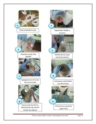 Separamos fluidos y 
vísceras 
Colocamos a baño María 
por 30 minutos 
Diseccionando la rata 
Picamos lo más fino 
Transcurrido los 25 min. 
Adicionamos 2 gr más de 
clorato de potasio 
Filtramos con ayuda de 
papel filtro 
“Todo es veneno, Nada es veneno, Todo depende de la dosis“ Página 3 
posible 
Agregamos los 25 mL de 
HCl concentrado 
5 
3 
4 
6 
7 8 
9 10 
Añadiendo los 2 g de 
clorato de potasio. 
3 
 