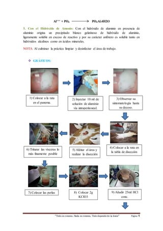 Al+++ + PO4 PO4Al.4H2O 
5. Con el Hidróxido de Amonio: Con el hidróxido de aluminio en presencia de 
aluminio origina un precipitado blanco gelatinoso de hidróxido de aluminio, 
ligeramente soluble en exceso de reactivo y por su carácter anfótero es soluble tanto en 
hidróxidos alcalinos como en ácidos minerales. 
NOTA: Al culminar la práctica limpiar y desinfectar el área de trabajo. 
“Todo es veneno, Nada es veneno, Todo depende de la dosis“ Página 4 
 GRÁFICOS: 
1) Colocar a la rata 
en el panema. 
2) Inyectar 10 ml de 
solución de aluminio 
vía intraperitoneal. 
3) Observar su 
sintomatología hasta 
su deceso. 
4) Colocar a la rata en 
la tabla de disección 
5) Afeitar el área y 
realizar la disección 
6) Triturar las vísceras lo 
más finamente posible 
7) Colocar las perlas 
9) Añadir 25ml HCl 
conc. 
8) Colocar 2g 
KClO3 
 