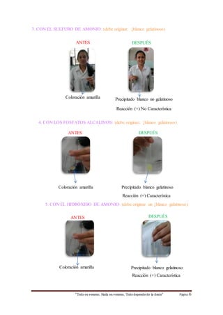 3. CON EL SULFURO DE AMONIO: (debe originar: ↓blanco gelatinoso) 
ANTES DESPUÉS 
Precipitado blanco no gelatinoso 
Reacción (+) No Característica 
Coloración amarilla 
4. CON LOS FOSFATOS ALCALINOS: (debe originar: ↓blanco gelatinoso) 
ANTES DESPUÉS 
Precipitado blanco gelatinoso 
Reacción (+) Característica 
Coloración amarilla 
5. CON EL HIDRÓXIDO DE AMONIO: (debe originar un ↓blanco gelatinoso) 
ANTES DESPUÉS 
Precipitado blanco gelatinoso 
Reacción (+) C aracterística 
Coloración amarilla 
“Todo es veneno, Nada es veneno, Todo depende de la dosis“ Página 6 
 