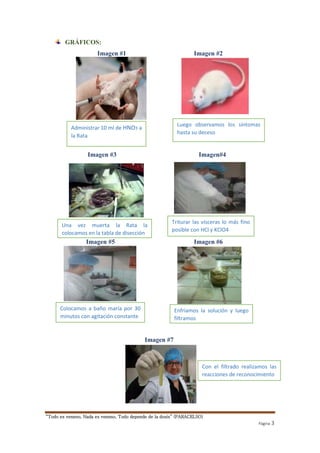 Triturar las vísceras lo más fino 
posible con HCl y KClO4 
“Todo es veneno, Nada es veneno, Todo depende de la dosis” (PARACELSO) 
Página 3 
GRÁFICOS: 
Imagen #1 Imagen #2 
Imagen #3 
c 
Imagen #3 Imagen#4 
Imagen #5 Imagen #6 
Imagen #7 
Imagen #7 
Administrar 10 ml de HNO3 a 
la Rata 
Luego observamos los síntomas 
hasta su deceso 
Una vez muerta la Rata la 
colocamos en la tabla de disección 
Colocamos a baño maría por 30 
minutos con agitación constante 
Imagen #4 
Enfriamos la solución y luego 
filtramos 
Con el filtrado realizamos las 
reacciones de reconocimiento 
 