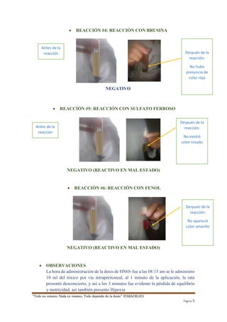 Antes de la 
reacción 
Antes de la 
reacción 
“Todo es veneno, Nada es veneno, Todo depende de la dosis” (PARACELSO) 
Después de la 
reacción: 
No hubo 
presencia de 
color rojo 
Después de la 
reacción: 
No existió 
color rosado 
Después de la 
reacción: 
No apareció 
color amarillo 
Página 5 
 REACCIÓN #4: REACCIÓN CON BRUSINA 
NEGATIVO 
 REACCIÓN #5: REACCIÓN CON SULFATO FERROSO 
NEGATIVO (REACTIVO EN MAL ESTADO) 
 REACCIÓN #6: REACCIÓN CON FENOL 
NEGATIVO (REACTIVO EN MAL ESTADO) 
 OBSERVACIONES 
La hora de administración de la dosis de HNO3 fue a las 08:15 am se le administro 
10 ml del tóxico por vía intraperitoneal, al 1 minuto de la aplicación, la rata 
presentó desconcierto, y así a los 3 minutos fue evidente la pérdida de equilibrio 
y motricidad, así también presento Hipoxia 
 