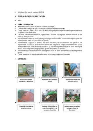  10 ml de Cloruro de cadmio (CdCl2)

 ANIMAL DE EXPERIMENTACIÓN
 Rata.

 PROCEDIMIENTO

1. Administrar 10cc de Cloruro de cadmio al cobayo.
2. Controlar el tiempo en que el toxico hace efecto hasta su muerte.
3. Luego colocar a la rata en la tabla de disección y empezar a rasurar en la parte donde se
va a realizar la disección.
4. Después abrirlo con el bisturí y proceder a extraer los órganos depositándolos en un
vaso de precipitación.
5. Procedemos a triturar los órganos para luego ser colocados en un vaso de precipitación
previamente antes ya colocadas las perlas.
6. Procedemos a aplicar la técnica de cloro naciente; la cual consiste en aplicar a los
órganos en el vaso de precipitación junto con las perlas, luego adicionamos los 20 cc
ácido clorhídrico antes mencionados,mas 2g clorato de potasio dejar en baño maría por
media hora luego retirar agregando 2g mas de clorato de potasio.
7. Procedemos a filtrar en embudo y con papel filtro de poro fino dentro de la campana de
gases.
8. Con el destilado se procede a realizar las reacciones de reconocimiento.
 GRÁFICOS:

1

2
Reactivos a utilizar
biologicos y quimicos.

4

3
Medición de la solucion
toxica.

5
Tiempo de efecto de la
solucion toxica

Administración de sol
solucion toxica.

6
Colocar el individuo de
experimentación en la
tabla de disección.

Rasurar en la parte que
se va a realizar la
disección.

 