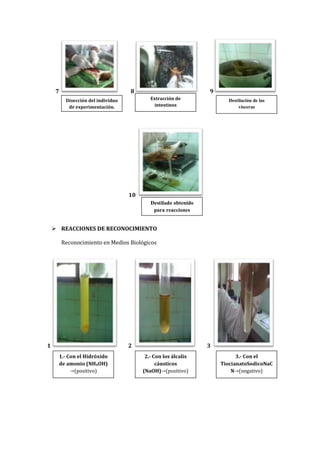 7

8

9
Extracción de
intestinos

Disección del individuo
de experimentación.

Destilación de las
vísceras

10
Destilado obtenido
para reacciones

 REACCIONES DE RECONOCIMIENTO
Reconocimiento en Medios Biológicos

1

2
1.- Con el Hidróxido
de amonio (NH4OH)
(positivo)

3
2.- Con los álcalis
cáusticos
(NaOH) (positivo)

3.- Con el
TiocianatoSodicoNaC
N (negativo)

 