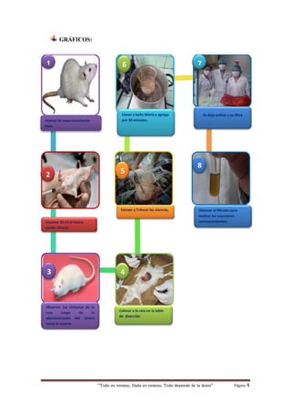 “Todo es veneno, Nada es veneno, Todo depende de la dosis“ Página 4
GRÁFICOS:
Animal de experimentación
Rata
Extraer y Triturar las vísceras,
Inyectar 10 ml el toxico
(ácido nitrico)
Llevar a baño María y agrega
por 30 minutos.
Observar los síntomas de la
rata luego de la
administración del tóxico
hasta la muerte
Se deja enfriar y se filtra
Colocar a la rata en la tabla
de disección
1
4
8
52
7
3
6
Obtener el filtrado para
realizar las reacciones
correspondientes.
 