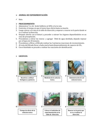  ANIMAL DE EXPERIMENTACIÓN
 Rata.

 PROCEDIMIENTO

1. Administrar 5 cc de Acido Sulfúrico al 40% v/va la rata.
2. Controlar el tiempo en que el toxico hace efecto hasta su muerte.
3. Luego colocar a la rata en la tabla de disección y empezar a rasurar en la parte donde se
va a realizar la disección.
4. Después abrirlo con el bisturí y proceder a extraer los órganos depositándolos en un
vaso de precipitación.
5. Procedemos a retirar las viseras y agregar 50ml de agua destilada, dejando reposar
por el lapso de 20 minutos.
6. Procedemos a filtrar, al filtrado realizar las 3 primeras reacciones de reconocimiento.
7. Al resto del filtrado llevar a baño maría hasta desprendimiento de vapores de CO2.
8. Con el destilado se procede a realizar las reacciones de identificación.

 GRÁFICOS:

1

2
Reactivos a utilizar
biologicos y quimicos.

4

3
Medición de la solucion
toxica.

5
Tiempo de efecto de la
solucion toxica

Administración de sol
solucion toxica.

6
Colocar el individuo de
experimentación en la
tabla de disección.

Rasurar en la parte que
se va a realizar la
disección.

 