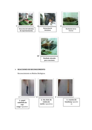 7

8

9
Extracción de
intestinos

Disección del individuo
de experimentación.

Destilación de las
vísceras

10
Destilado obtenido
para reacciones

 REACCIONES DE RECONOCIMIENTO
Reconocimiento en Medios Biológicos

1
1.- papel
embebido de
rojo
congo (positivo
)

2

3
2.- Sol. Alch. De
violeta de
metilo (positivo)

3.- reactivo de
Gunsburg (positiv
o)

 