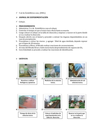  5 ml de ÁcidoNítrico conc. (HNO3)

 ANIMAL DE EXPERIMENTACIÓN
 Cobayo.

 PROCEDIMIENTO

1. Administrar 5 cc de ÁcidoNítrico conc.al cobayo.
2. Controlar el tiempo en que el toxico hace efecto hasta su muerte.
3. Luego colocar el cobayo en la tabla de disección y empezar a rasurar en la parte donde
se va a realizar la disección.
4. Después abrirlo con el bisturí y proceder a extraer los órganos depositándolos en un
vaso de precipitación.
5. Procedemos a retirar las viseras y agregar 50ml de agua destilada, dejando reposar
por el lapso de 20 minutos.
6. Procedemos a filtrar, al filtrado realizar reacciones de reconocimiento.
7. Al resto del filtrado llevar a baño maría hasta desprendimiento de vapores de CO2.
8. Con el destilado se procede a realizar las reacciones de identificación.

 GRÁFICOS:

1

2
Reactivos a utilizar
biologicos y quimicos.

4

3
Medición de la solucion
toxica.

5
Tiempo de efecto de la
solucion toxica

Administración de sol
solucion toxica.

6
Colocar el individuo de
experimentación en la
tabla de disección.

Rasurar en la parte que
se va a realizar la
disección.

 