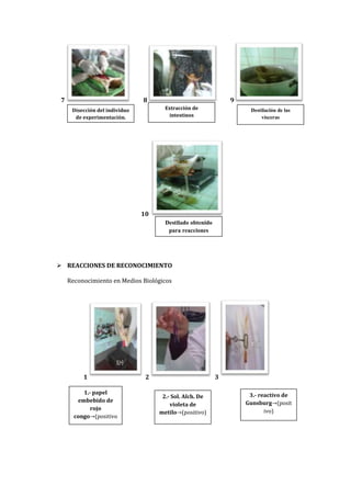 7

8

9
Extracción de
intestinos

Disección del individuo
de experimentación.

Destilación de las
vísceras

10
Destilado obtenido
para reacciones

 REACCIONES DE RECONOCIMIENTO
Reconocimiento en Medios Biológicos

1
1.- papel
embebido de
rojo
congo (positivo
)

2

3
2.- Sol. Alch. De
violeta de
metilo (positivo)

3.- reactivo de
Gunsburg (posit
ivo)

 