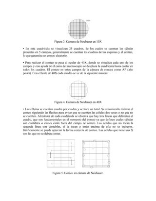 Figura 3. Cámara de Neubauer en 10X

• En esta cuadricula se visualizan 25 cuadros, de los cuales se cuentan las células
presentes en 5 campos, generalmente se cuentan los cuadros de las esquinas y el central,
lo que garantiza un conteo aleatorio.

• Para realizar el conteo se pasa al ocular de 40X, donde se visualiza cada uno de los
campos y con ayuda de el carro del microscopio se desplaza la cuadricula hasta contar en
todos los cuadros. El conteo en estos campos de la cámara de conoce como AP (alto
poder). Con el lente de 40X cada cuadro se ve de la siguiente manera:




                         Figura 4. Cámara de Neubauer en 40X

• Las células se cuentan cuadro por cuadro y se hace un total. Se recomienda realizar el
conteo siguiendo las flechas para evitar que se cuenten las células dos veces o no que no
se cuenten. Alrededor de cada cuadricula se observa que hay tres líneas que delimitan el
cuadro, que son fundamentales en el momento del conteo ya que definen cuales células
son contables o cuales están fuera del campo de conteo. Las células que no tocan la
segunda línea son contables, si la tocan o están encima de ella no se incluyen.
Gráficamente se puede apreciar la forma correcta de conteo. Las células que tiene una X
son las que no se deben contar.




                       Figura 5. Conteo en cámara de Neubauer.
 