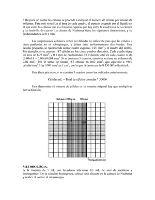 • Después de contar las células se procede a calcular el número de células por unidad de
volumen. Para esto se utiliza el área de cada cuadro, el espacio ocupado por el líquido en
el que están las células que es el mismo espacio que hay entre la cuadricula de la cámara
y la laminilla de cuarzo. La cámara de Neubauer tiene las siguientes dimensiones, y su
profundidad es de 0.1 mm.

        Las suspensiones celulares deben ser diluidas lo suficiente para que las células u
otras partículas no se sobrepongan, y deben estar uniformemente distribuidas. Para
células pequeñas se recomienda contar cuatro esquinas 1/25 mm2 y el cuadro del centro.
Por ejemplo, si se cuentan 187 células en los cinco cuadros descritos. Cada cuadro tiene
un área de 1/25 mm2, y 0.1 mm de profundidad. El volumen total en cada cuadro es de
(0.04x0.1 = 0.004) 0.004 mm3. Si se contaron 5 cuadros, entonces se tiene un volumen de
0.02 mm3. Por lo tanto, se tienen 187 células en 0.02 mm3, que equivale a 9350
células/mm3. Hay 1000 mm3 en 1 cm3, por lo que la cuenta es de 9 350 000 céluals/mL.

       Para fines prácticos, si se cuentan 5 cuadros como los indicados anteriormente:

                    Células/mL = Total de células contadas * 50000

        Para determinar el número de células en la muestra original hay que multiplicar
por la dilución.




METODOLOGIA.
A la muestra de 1 mL con levaduras adicionar 0.1 mL de azul de metileno y
homogenizar. De la solución homogénea, colocar una alícuota en la cámara de Neubauer
y realice el conteo al microscopio.
 