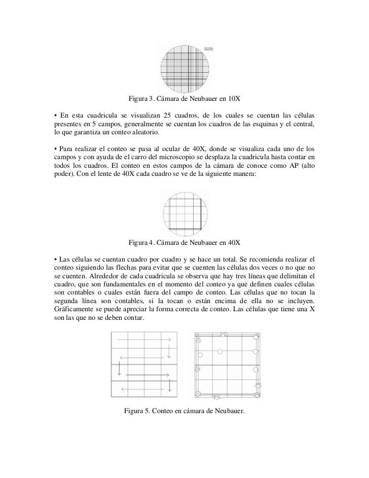 conteo de levaduras en camara de neubauer