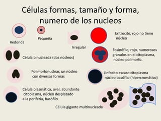 Células formas, tamaño y forma,
numero de los nucleos
Eritrocito, rojo no tiene
núcleo
Eosinófilo, rojo, numerosos
gránulos en el citoplasma,
núcleo polimorfo.
Célula binucleada (dos núcleos)
Polimorfonuclear, un núcleo
con diversas formas
Linfocito escaso citoplasma
núcleo basófilo (hipercromático)
Célula plasmática, oval, abundante
citoplasma, núcleo desplazado
a la periferia, basófilo
Célula gigante multinucleada
Irregular
Redonda
Pequeña
 