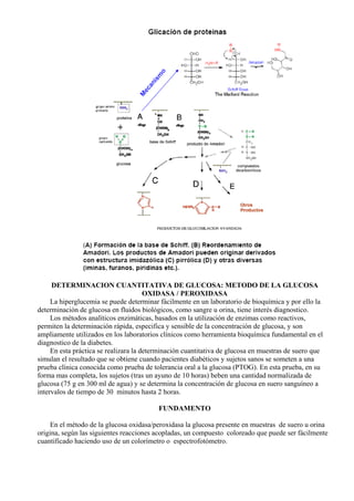 DETERMINACION CUANTITATIVA DE GLUCOSA: METODO DE LA GLUCOSA
OXIDASA / PEROXIDASA
La hiperglucemia se puede determinar fácilmente en un laboratorio de bioquímica y por ello la
determinación de glucosa en fluidos biológicos, como sangre u orina, tiene interés diagnostico.
Los métodos analíticos enzimáticas, basados en la utilización de enzimas como reactivos,
permiten la determinación rápida, especifica y sensible de la concentración de glucosa, y son
ampliamente utilizados en los laboratorios clínicos como herramienta bioquímica fundamental en el
diagnostico de la diabetes.
En esta práctica se realizara la determinación cuantitativa de glucosa en muestras de suero que
simulan el resultado que se obtiene cuando pacientes diabéticos y sujetos sanos se someten a una
prueba clínica conocida como prueba de tolerancia oral a la glucosa (PTOG). En esta prueba, en su
forma mas completa, los sujetos (tras un ayuno de 10 horas) beben una cantidad normalizada de
glucosa (75 g en 300 ml de agua) y se determina la concentración de glucosa en suero sanguíneo a
intervalos de tiempo de 30 minutos hasta 2 horas.
FUNDAMENTO
En el método de la glucosa oxidasa/peroxidasa la glucosa presente en muestras de suero u orina
origina, según las siguientes reacciones acopladas, un compuesto coloreado que puede ser fácilmente
cuantificado haciendo uso de un colorímetro o espectrofotómetro.

 