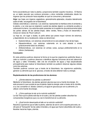 forma ascendente por toda la planta y proporciona también soporte mecánico. El floema
es un tejido vascular que conduce azúcares y otros nutrientes sintetizados desde los
órganos que los producen hacia aquéllos en que se consumen y almacenan
Hoja: Las hojas son órganos vegetativos, generalmente aplanados, situados lateralmente
sobre el tallo, encargados de la fotosíntesis.
Células estomáticas o estomas: Los estomas representan la interfase entre el ambiente y
la planta, y se cree que se originaron cuando las plantas dejaron su ambiente acuático y
colonizaron la tierra. Los estomas están presentes en la epidermis de prácticamente todas
las partes aéreas de las plantas (hojas, tallos verdes, flores y frutos en desarrollo) e
incluso en raíces de Pisum sativum.
La hoja es, sin lugar a dudas, la parte aérea que posee mayor número de estomas,
y dependiendo de su localización, éstas se denominan:
 Epiestomáticas, con estomas únicamente en la cara adaxial o haz de las hojas.
 Hipoestomáticas, con estomas solamente en la cara abaxial o envés
(prácticamente todos los árboles).
 Anfiestomáticas, con estomas en ambas caras, aunque preferentemente en la
inferior (herbáceas).
Conclusión:
En esta práctica pudimos observar la forma en la que los organismos autótrofos llevan a
cabo su nutrición y pudimos observar e identificar algunas funciones de la raíz (absorción
de agua y sales minerales), tallo (vía de circulación de agua) y hoja (especializada
principalmente para realizar la fotosíntesis) también se pudieron observar algunas células
como los estomas.
También pudimos conocer que a través de la fotosíntesis, los organismos autótrofos,
generan su alimento que es la glucosa, a través de esta obtienen toda su energía.
Replanteamiento de las predicciones de los alumnos:
1. ¿Dónde elaboran los plantas su alimento?
Mediante la fotosíntesis, las plantas generan glucosa que es su fuente de energía. En
este proceso lo que sucede es que la planta capta la energía solar a través de la clorofila,
a su vez convierten el dióxido carbono y el agua en glucosa que son su alimento y lo
utilizan como fuente de energía.
2. ¿Cómo participa la raíz en la nutrición autótrofa?
La raíz hace que la planta este fija en el suelo y así las plantas pueden absorber los
componentes inorgánicos que a su vez lo transforman en su alimento.
3. ¿Qué función desempeña el tallo en la nutrición autótrofa?
Nosotros suponemos que el tallo la planta, además de servir como soporte para esta, es
útil para el "transporte" de las sales minerales y el agua que fueron absorbidos del suelo y
llevarlas hacia las hojas y demás.
 