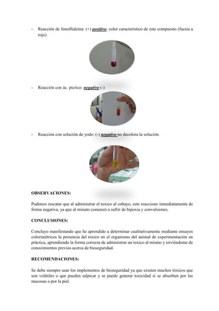 - Reacción de fenolftaleína: (+) positivo, color característico de este compuesto (fucsia a
rojo)
- Reacción con ác. pícrico: negativo (-)
- Reacción con solución de yodo: (-) negativo no decolora la solución.
OBSERVACIONES:
Pudimos rescatar que al administrar el toxico al cobayo, este reacciono inmediatamente de
forma negativa, ya que al minuto comenzó a sufrir de hipoxia y convulsiones.
CONCLUSIONES:
Concluyo manifestando que he aprendido a determinar cualitativamente mediante ensayos
colorimétricos la presencia del toxico en el organismo del animal de experimentación en
práctica, aprendiendo la forma correcta de administrar un toxico al mismo y sirviéndome de
conocimientos previos acerca de bioseguridad.
RECOMENDACIONES:
Se debe siempre usar los implementos de bioseguridad ya que existen muchos tóxicos que
son volátiles o que pueden salpicar y se puede generar toxicidad si se absorben por las
mucosas o por la piel.
 