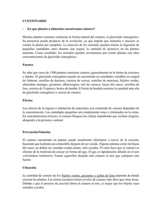 CUESTONARIO
- En que plantas o alimentos encontramos cianuro?
Muchas plantas comunes contienen la forma natural del cianuro, el glucósido cianogénico.
Su presencia puede producto de la evolución, ya que impide que animales e insectos se
coman la planta por completo. La mayoría de los animales pueden tolerar la digestión de
pequeñas cantidades, pero durante una sequía, la cantidad de químicos en las plantas
aumenta. Como resultado, los animales pueden envenenarse por comer plantas con altas
concentraciones de glucósido cianogénico.
Fuentes
Se sabe que cerca de 1500 plantas contienen cianuro, generalmente en la forma de azúcares
o lípidos. El glucósido cianogénico puede ser encontrado en cantidades variables en césped
de Johnson, semillas de durazno, carozos de cereza, semillas de manzana, frijoles verdes,
almendras amargas, guisantes, albaricoques, raíz de cassava, bayas del sauco, semillas de
lino, cerezos de Virginia y brotes de bambú. El brote de bambú contiene la cantidad más alta
de glucósido cianogénico o azúcar de cianuro.
Efectos
Los efectos de la ingesta o inhalación de materiales con contenido de cianuro dependen de
la concentración. Las cantidades pequeñas son simplemente rotas y eliminadas en la orina.
En concentraciones tóxicas, el cianuro bloquea las células impidiendo que reciban oxígeno,
ahogando a la persona o animal.
Prevención/Solución
El cianuro encontrado en plantas puede usualmente eliminarse a través de la cocción,
haciendo que la planta sea comestible después de ser cocida. Algunas plantas como las bayas
del sauco no deben ser comidas crudas jamás, sólo cocidas. El calor hace que el cianuro se
elimine de la molécula de azúcar en forma del gas. El gas es rápidamente diluido en el aire
volviéndose inofensivo. Fumar cigarrillos despide más cianuro al aire que cualquier otra
fuente.
Ubicación
La cantidad de cianuro de los frijoles verdes, guisantes y judías de lima depende de donde
crezcan las plantas. Las tierras europeas tienen niveles de cianuro más altos que otras áreas.
Debido a que el proceso de cocción libera el cianuro al aire, es mejor que los frijoles sean
comidos cocidos.
 