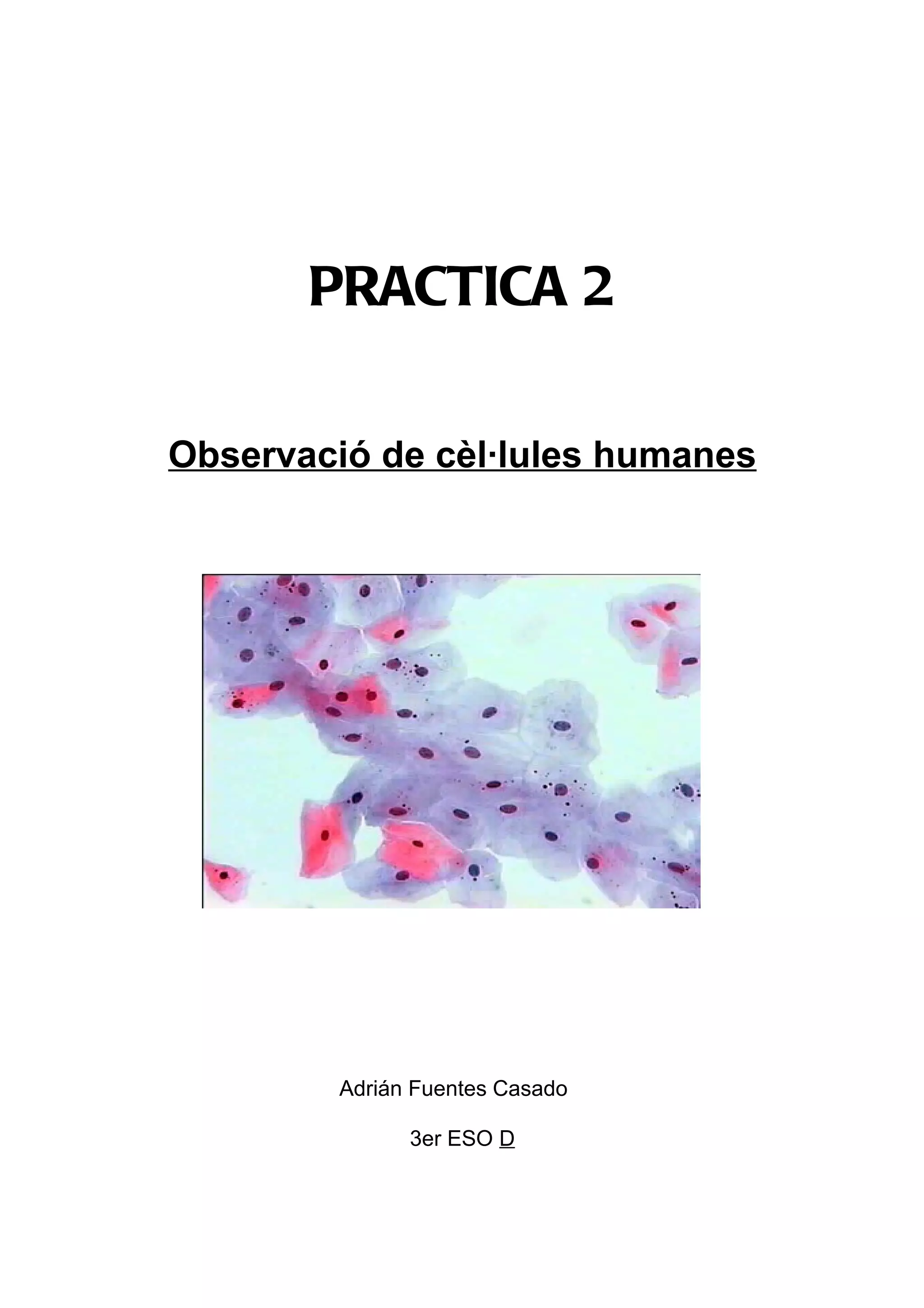 PRACTICA 2

Observació de cèl·lules humanes




         Adrián Fuentes Casado

               3er ESO D
 