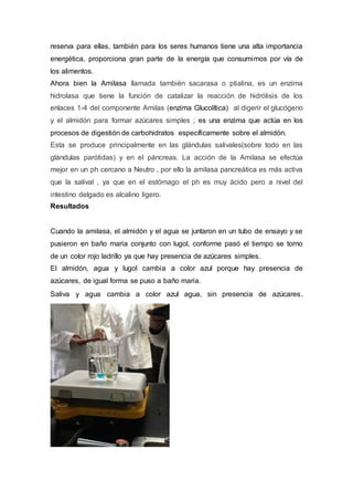 reserva para ellas, también para los seres humanos tiene una alta importancia
energética, proporciona gran parte de la energía que consumimos por vía de
los alimentos.
Ahora bien la Amilasa llamada también sacarasa o ptialina, es un enzima
hidrolasa que tiene la función de catalizar la reacción de hidrólisis de los
enlaces 1-4 del componente Amilas (enzima Glucolítica) al digerir el glucógeno
y el almidón para formar azúcares simples ; es una enzima que actúa en los
procesos de digestión de carbohidratos específicamente sobre el almidón.
Esta se produce principalmente en las glándulas salivales(sobre todo en las
glándulas parótidas) y en el páncreas. La acción de la Amilasa se efectúa
mejor en un ph cercano a Neutro , por ello la amilasa pancreática es más activa
que la salival , ya que en el estómago el ph es muy ácido pero a nivel del
intestino delgado es alcalino ligero.
Resultados
Cuando la amilasa, el almidón y el agua se juntaron en un tubo de ensayo y se
pusieron en baño maria conjunto con lugol, conforme pasó el tiempo se torno
de un color rojo ladrillo ya que hay presencia de azúcares simples.
El almidón, agua y lugol cambia a color azul porque hay presencia de
azúcares, de igual forma se puso a baño maria.
Saliva y agua cambia a color azul agua, sin presencia de azúcares.
 