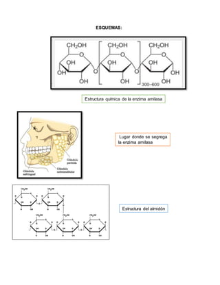 ESQUEMAS:
Lugar donde se segrega
la enzima amilasa
Estructura química de la enzima amilasa
Estructura del almidón
 