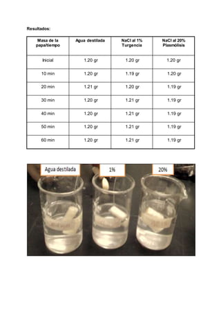 Resultados:
Masa de la
papa/tiempo
Agua destilada NaCl al 1%
Turgencia
NaCl al 20%
Plasmólisis
Inicial 1.20 gr 1.20 gr 1.20 gr
10 min 1.20 gr 1.19 gr 1.20 gr
20 min 1.21 gr 1.20 gr 1.19 gr
30 min 1.20 gr 1.21 gr 1.19 gr
40 min 1.20 gr 1.21 gr 1.19 gr
50 min 1.20 gr 1.21 gr 1.19 gr
60 min 1.20 gr 1.21 gr 1.19 gr
 