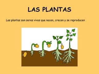 LAS PLANTAS Las plantas son seres vivos que nacen, crecen y se reproducen 