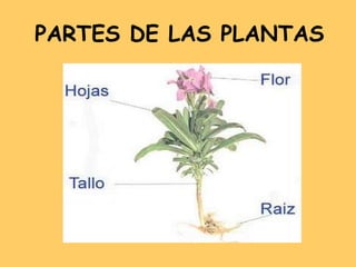 PARTES DE LAS PLANTAS 