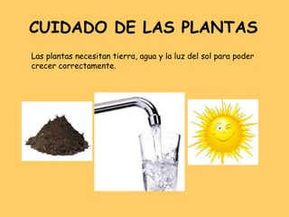 CUIDADO DE LAS PLANTAS Las plantas necesitan tierra, agua y la luz del sol para poder crecer correctamente. 